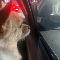 پامر روباهی