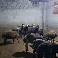 بره پرواری|حیوانات مزرعه|ساری, |دیوار