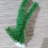 وسایل تزئینات آکواریوم|ماهی|سهند, |دیوار