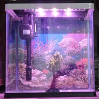 آکواریوم|ماهی|زابل, |دیوار