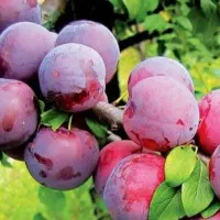 شروع پیش فروش نهال آلو کالیفرنیا
