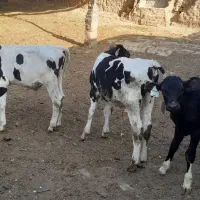 گوساله شیرخوار و شیر گرفته
