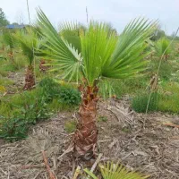 نهال میوه همجوره مرکبات|گل و گیاه طبیعی|سیاهکل, |دیوار