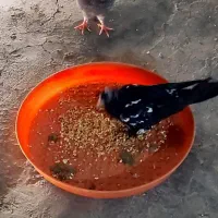کبوتر