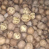 گردوی امسالی ( ایرانی)|خوردنی و آشامیدنی|نیشابور, هفده شهریور|دیوار