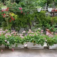 خانم تمیز ومرتب جهت نظافت وسرایداری