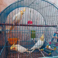 عروس هلندی