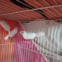 فنچ بنگالی نر و ماده رنگ سفید و ابلغ