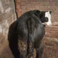 گوساله سیمینتال|حیوانات مزرعه|نوشین شهر, |دیوار