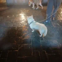 اشپیت پاور سفید