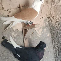 دوتا کفتر نر|پرنده|مشهد, شهرک لشکر (شهرک غرب)|دیوار