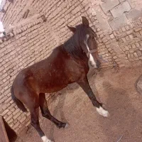 اسب مادیان سواری 3سال جوان