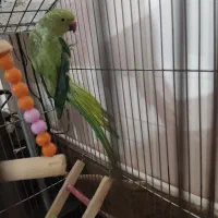 فروش پرنده|پرنده|شهرضا, |دیوار