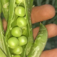 نخود فرنگی تازه