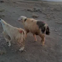 قوچ فروشی|حیوانات مزرعه|بهمن صغاد, |دیوار