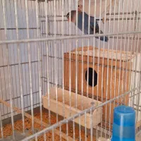 طوطی برزیلی جفت