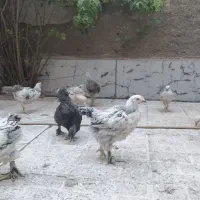 مرغ و خروس