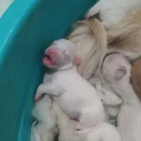 توله سگ نژاد اشمیت و شینزو