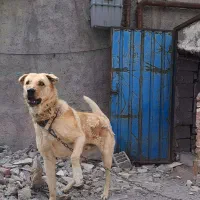 سگ عراقی نر