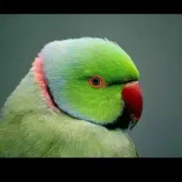 خرید و فروش انواع طاووس. کوتوله. عروس. گرنچیگ