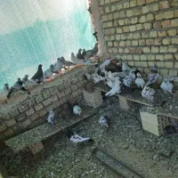 فروش کبوتر|پرنده|اصفهان, قهجاورستان|دیوار