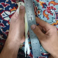 قناری رسمی بلند نر|پرنده|تهران, جیحون|دیوار