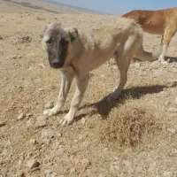 توله سگ سرابی