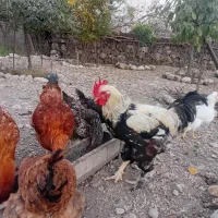 تخم مرغ محلی