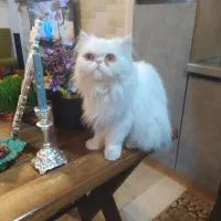 گربه پرشین فیس فت