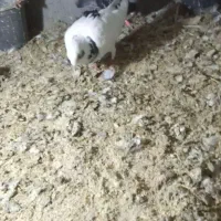 طرقبه شاندیز