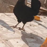 مرغ وخروس ریشی.بندردیر|حیوانات مزرعه|بندر دیر, |دیوار