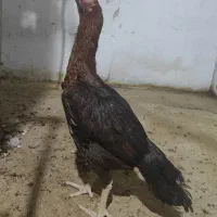 مرغ لاری - جوجه بلک استار - جوجه بوقلمون