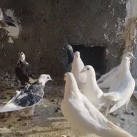 کفترصیدپرشی|پرنده|چناران, |دیوار