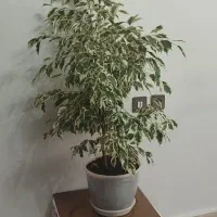 گل شفلرا و بنجامین|گل و گیاه طبیعی|نقده, |دیوار