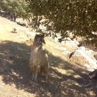 بز نر جوان|حیوانات مزرعه|حمیل, |دیوار