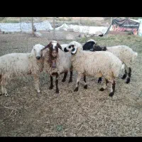 دو راس بره ماده سه قلوزا ابستن بشرط تضمینی|حیوانات مزرعه|داراب, |دیوار