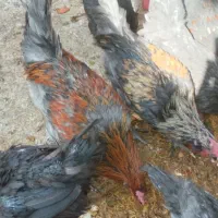 حراج|حراج|اردکان, |دیوار