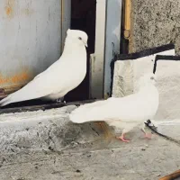 کبوتر سفید کاکولی|پرنده|عجب شیر, |دیوار