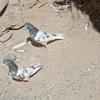 کبوتر تیدی|پرنده|ایرانشهر, |دیوار