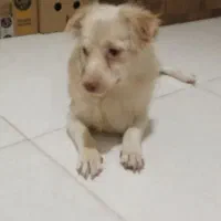 واگذاری تفافقی|سگ|فردیس, نگارستان|دیوار