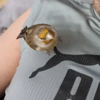 سهره قناری دستی