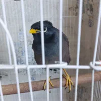 عروس هلندی و مینا|پرنده|گلبهار, شهر جدید گلبهار|دیوار