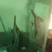 جفت انجل بلوتایگر مولد