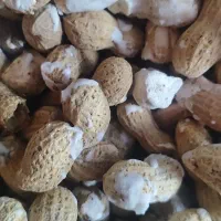 بادام زمینی تازه اشرفیه