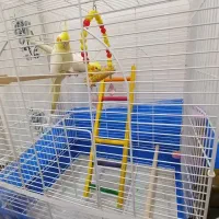 عروس هلندی|پرنده|بناب, |دیوار