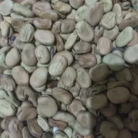 باقله بذری|گل و گیاه طبیعی|فسا, |دیوار