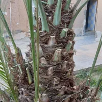 پاجوش خرما