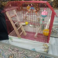 عروس هلندی باهوش سرحال بازی گوش.