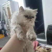 واگذاری رایگان گربه پرشین|گربه|درگز, |دیوار