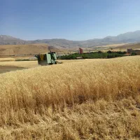 اجاره ۲هکتارونیم زمین کشاورزی دیمزار|اجارهٔ دفتر صنعتی، کشاورزی، تجاری|دورود, |دیوار